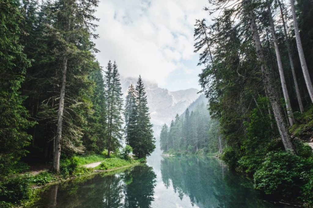 trees rivers 01.jpg